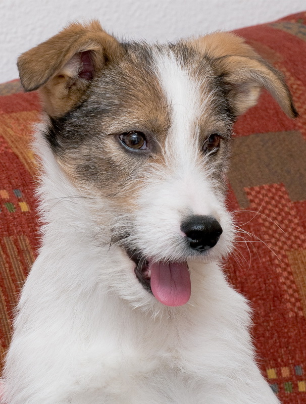 felix D35_3646 als Smart-Objekt-1 Kopie.jpg